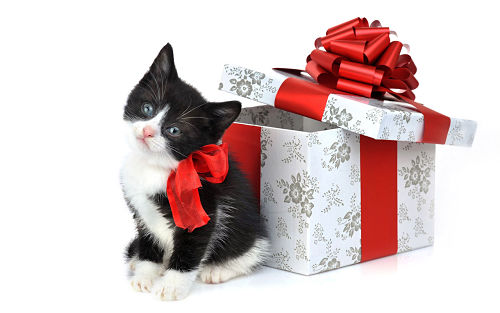 Holiday-cat_opt